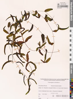 MAG 0022367