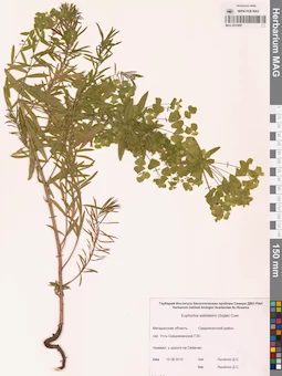 MAG 0010997