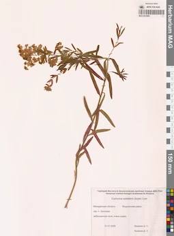 MAG 0010998