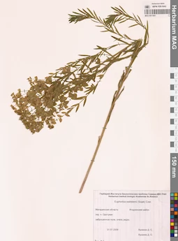 MAG 0011001