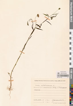 MAG 0011005