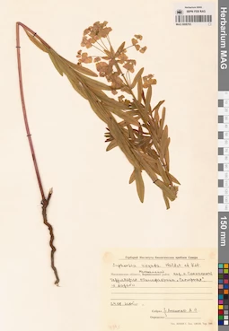 MAG 0006763