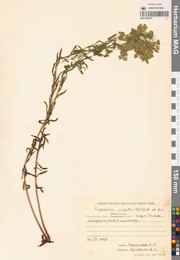 MAG 0006765