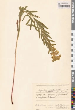 MAG 0006767