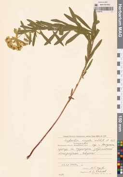 MAG 0006768