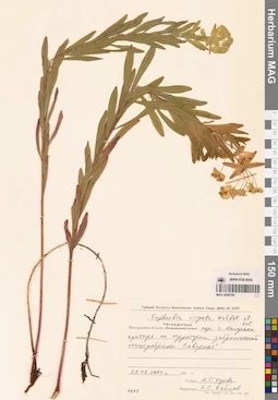 MAG 0006769