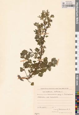 MAG 0010977