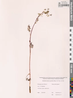 MAG 0010978