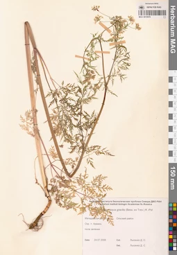 MAG 0010979
