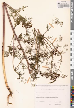 MAG 0010982
