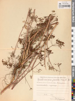 MAG 0010983