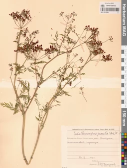 MAG 0010984