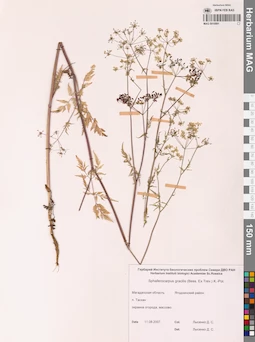 MAG 0010991