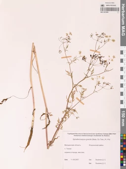 MAG 0010994