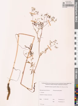 MAG 0010995