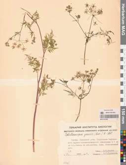 MAG 0010996