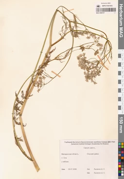 MAG 0006747