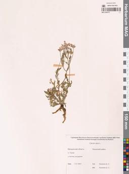 MAG 0006751