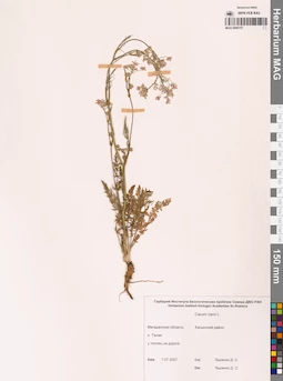 MAG 0006757