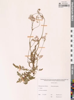 MAG 0006758