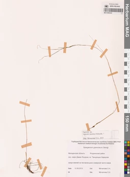 MAG 0003242