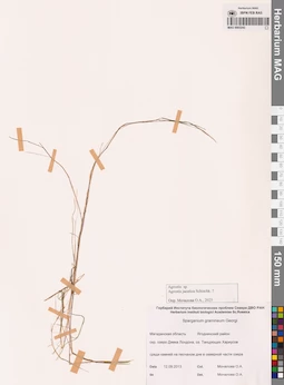 MAG 0003243