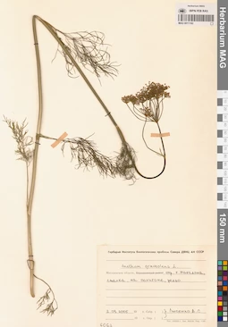 MAG 0011182