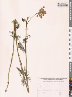 MAG 0011185