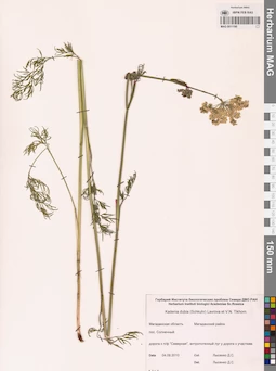 MAG 0011190