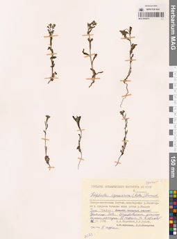 MAG 0004475