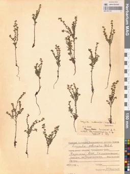 MAG 0011125