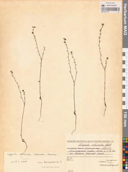 MAG 0011127