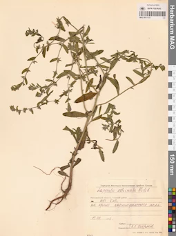MAG 0011133