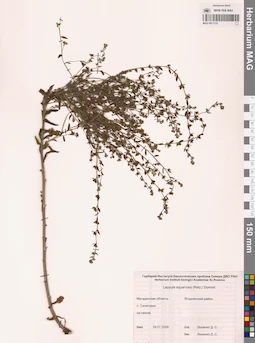 MAG 0011137