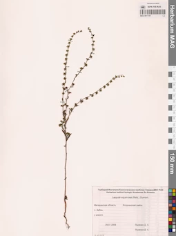 MAG 0011141