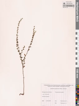 MAG 0011142
