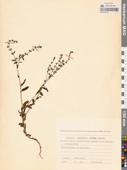 MAG 0011144