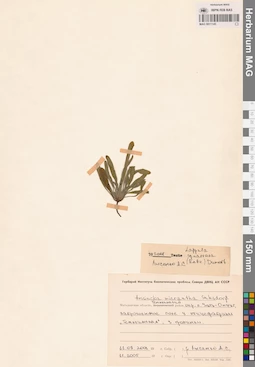 MAG 0011145