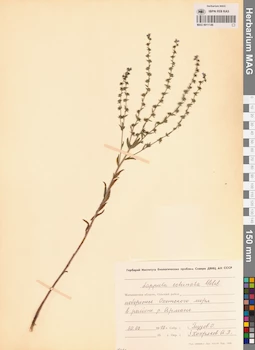 MAG 0011146