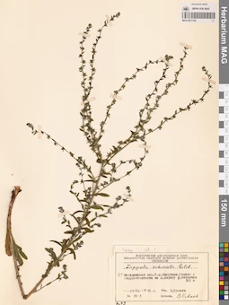 MAG 0011149