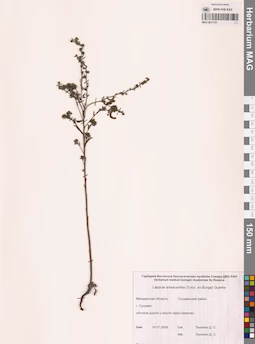 MAG 0011151
