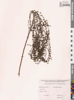 MAG 0011155