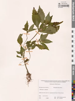 MAG 0006890