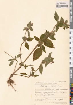 MAG 0006892