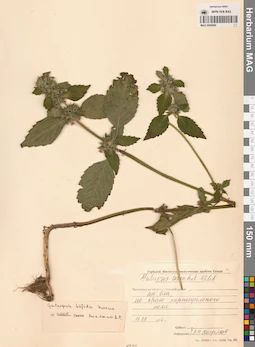 MAG 0006894