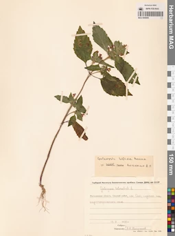 MAG 0006895