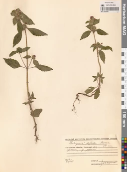 MAG 0006896