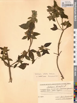 MAG 0006897