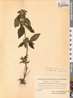 MAG 0006898