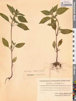 MAG 0006899